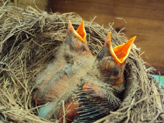 baby robins