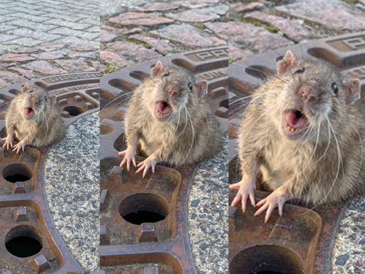 sewer rats